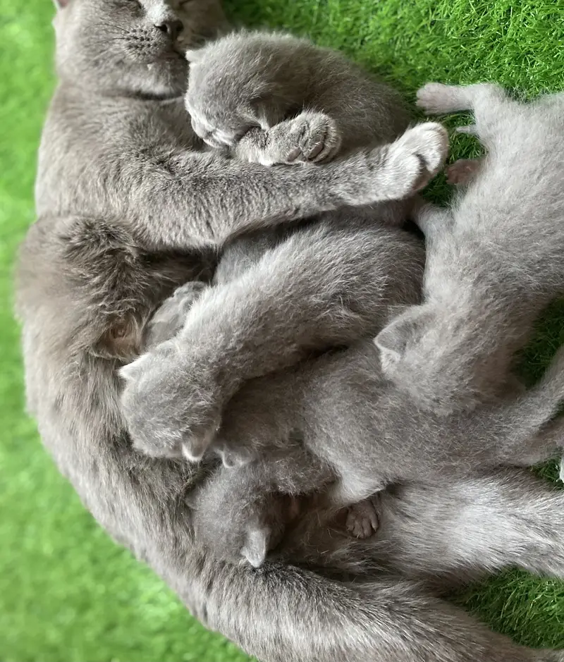 British Shorthair — photo 4