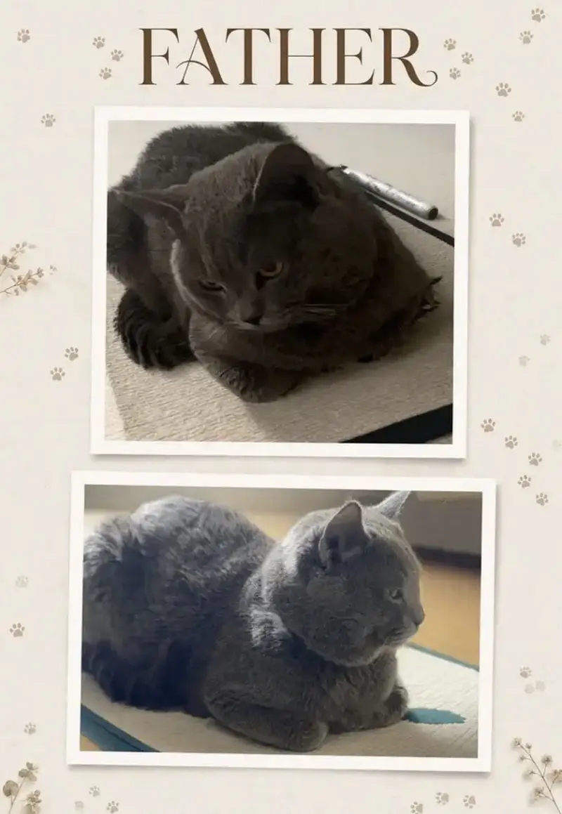 British Shorthair — photo 5