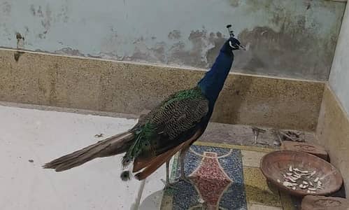 | BLUE SHOULDER MALE | num 03091333909 |