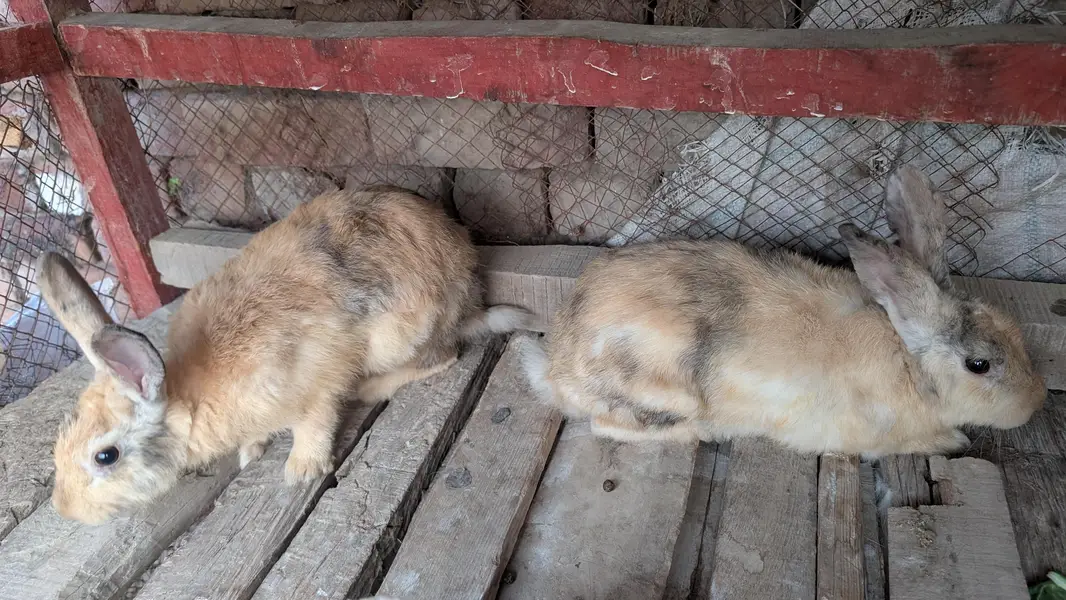 filmish for sell and exchange 4kg bleed line ,,, — photo 2