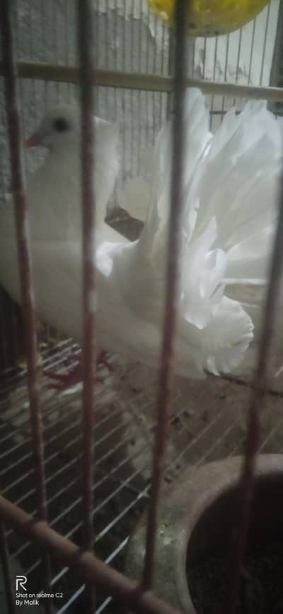 white lucky male 03127093372