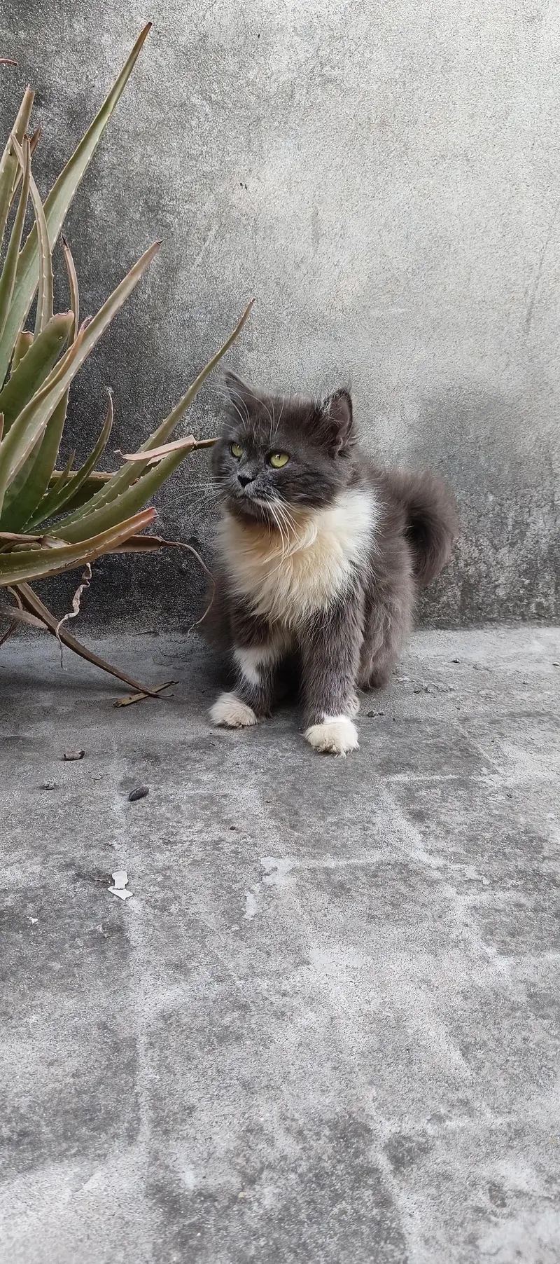 Gray & White Two Tone male — photo 2