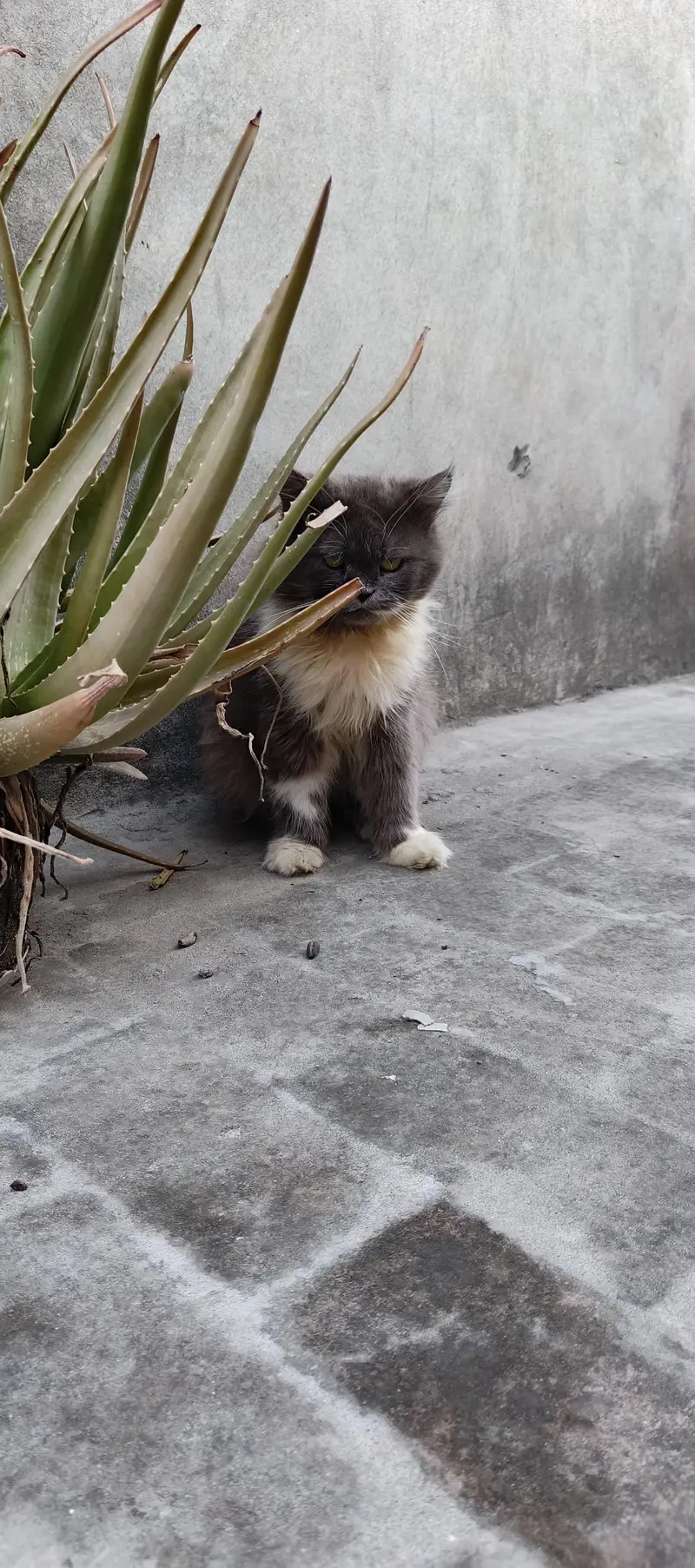 Gray & White Two Tone male — photo 3