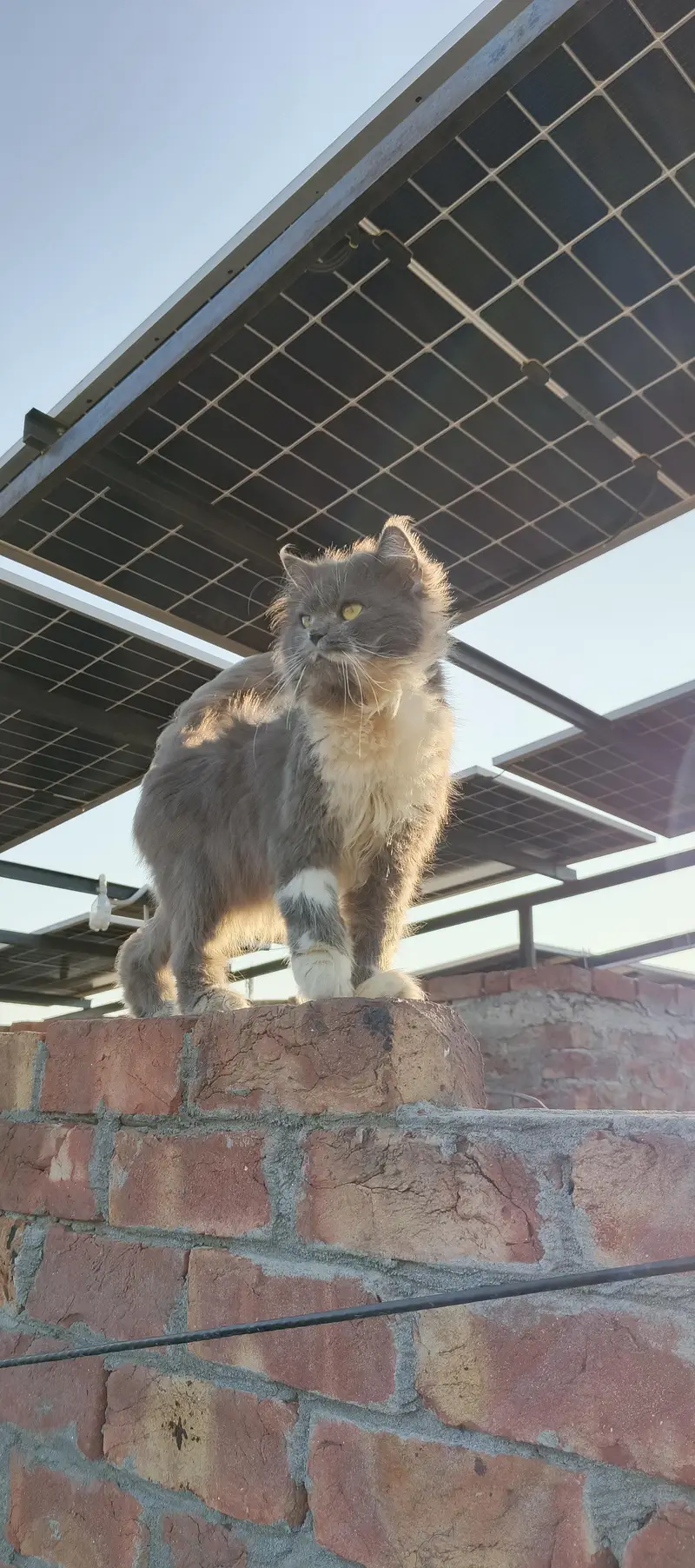 Gray & White Two Tone male — photo 6