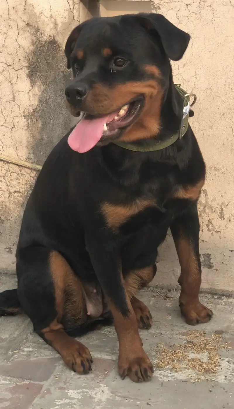 Rottweiler female short height — photo 2
