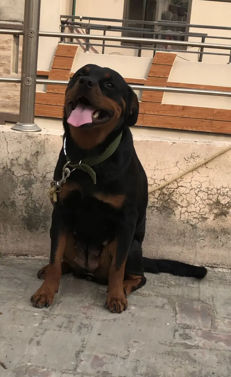 Rottweiler female short height — photo 3
