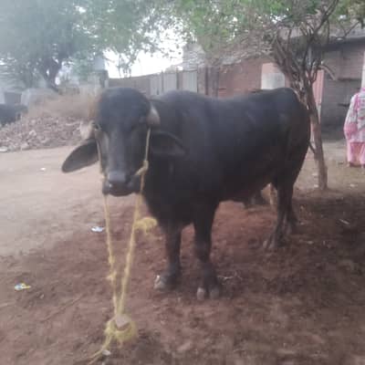 Nili Ravi bull