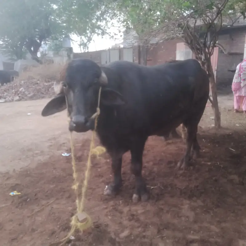Nili Ravi bull