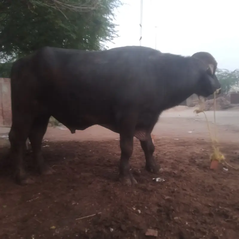 Nili Ravi bull — photo 2