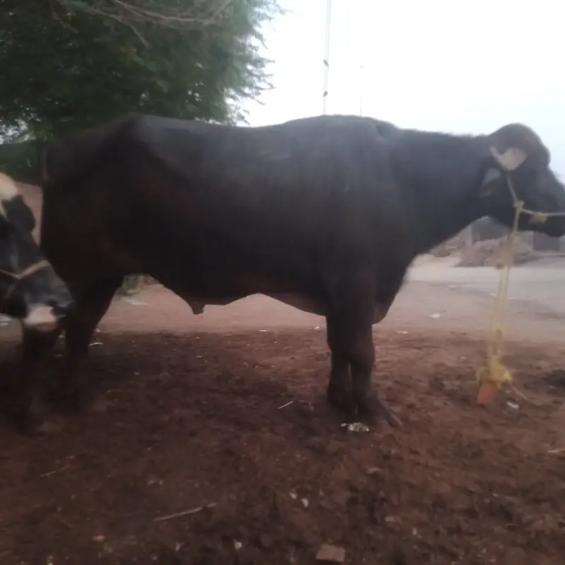 Nili Ravi bull — photo 3