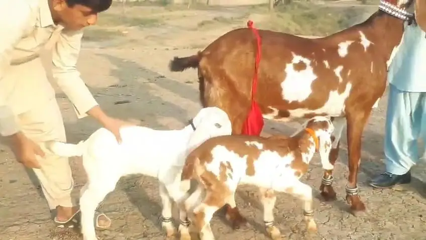 desi Bakri for Sale Mashallah — photo 3