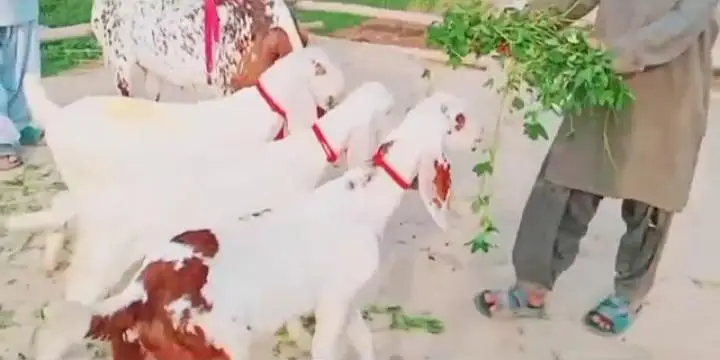 desi Bakri for sale — photo 3