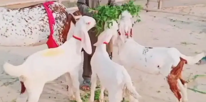 desi Bakri for sale — photo 4