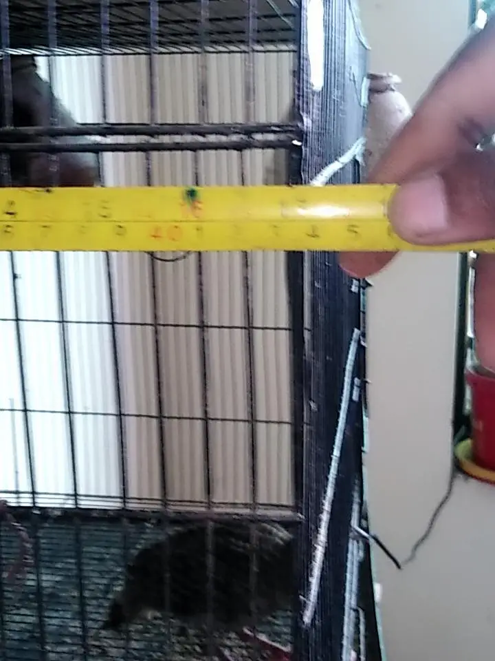 cages — photo 5