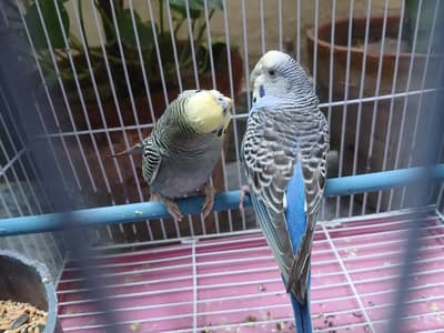 budgies breeder pairs available