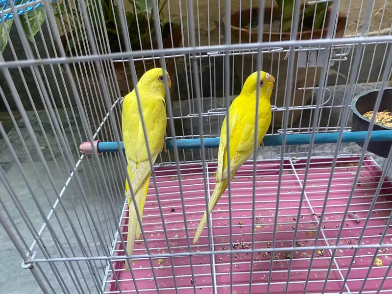 budgies breeder pairs available — photo 3
