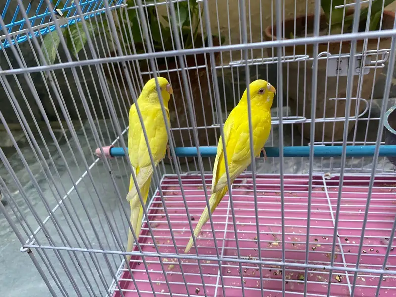 budgies breeder pairs available — photo 4