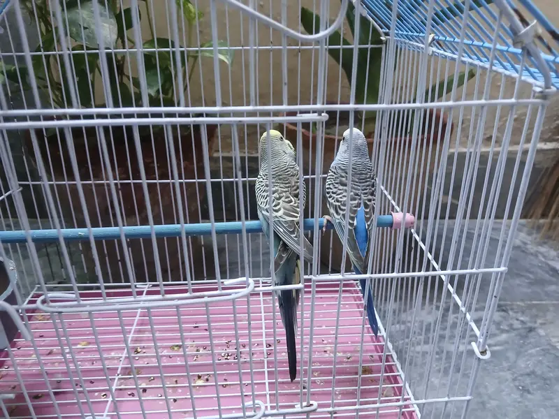 budgies breeder pairs available — photo 2