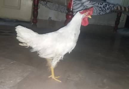 a Desi white morga .