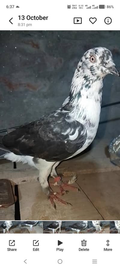 asha kbuter h kt Kya hua pkda h exchange hojayega laky kbutron sy