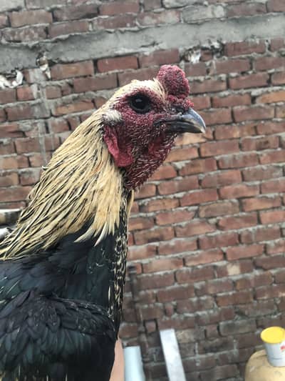 Dragon male vet female breeder pair healthy and active