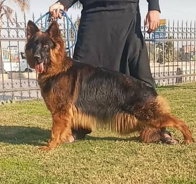 10 months long coat gsd lowbak female for sale