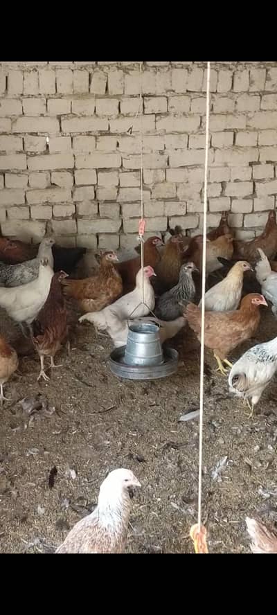 golden Misri hens sale