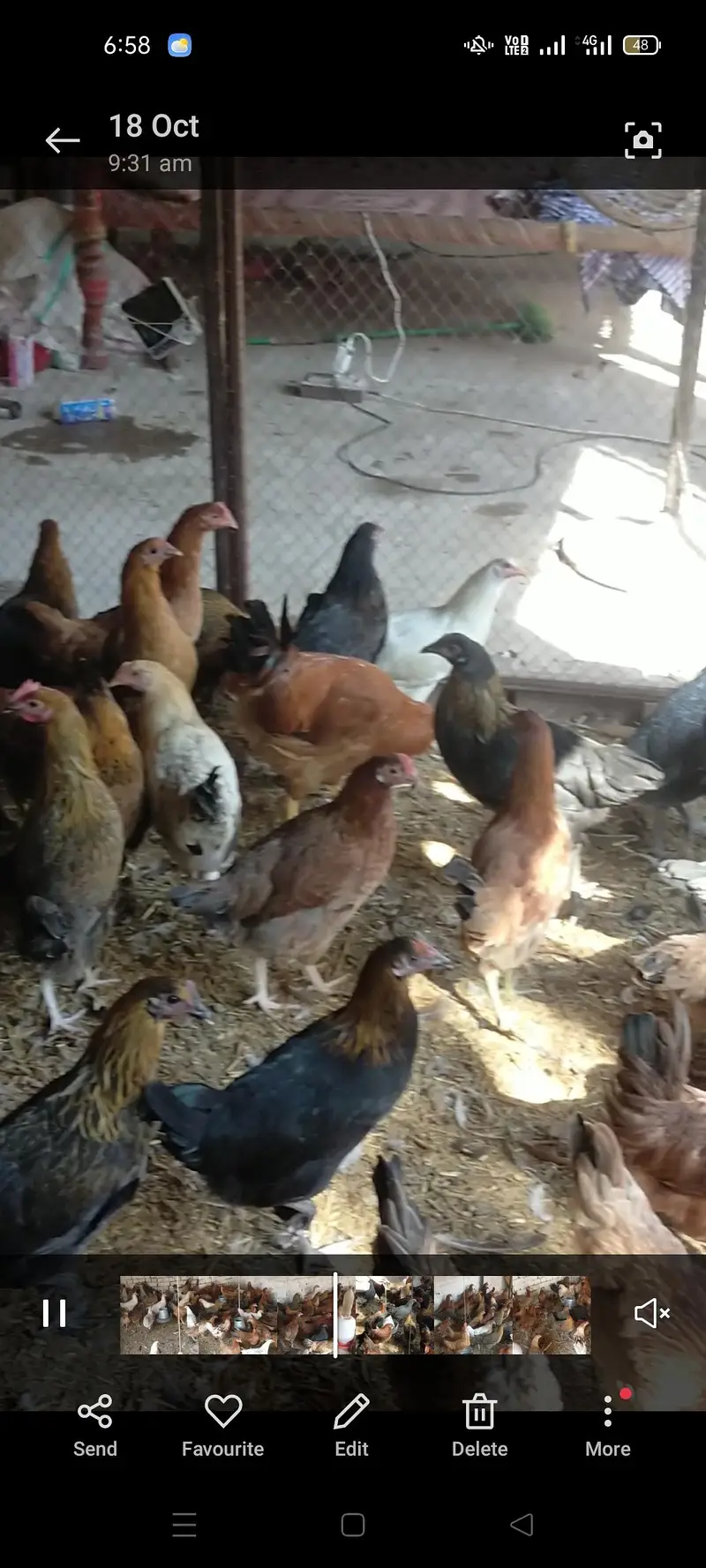 golden Misri hens sale — photo 2