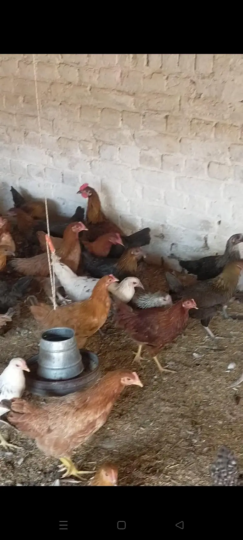 golden Misri hens sale — photo 3