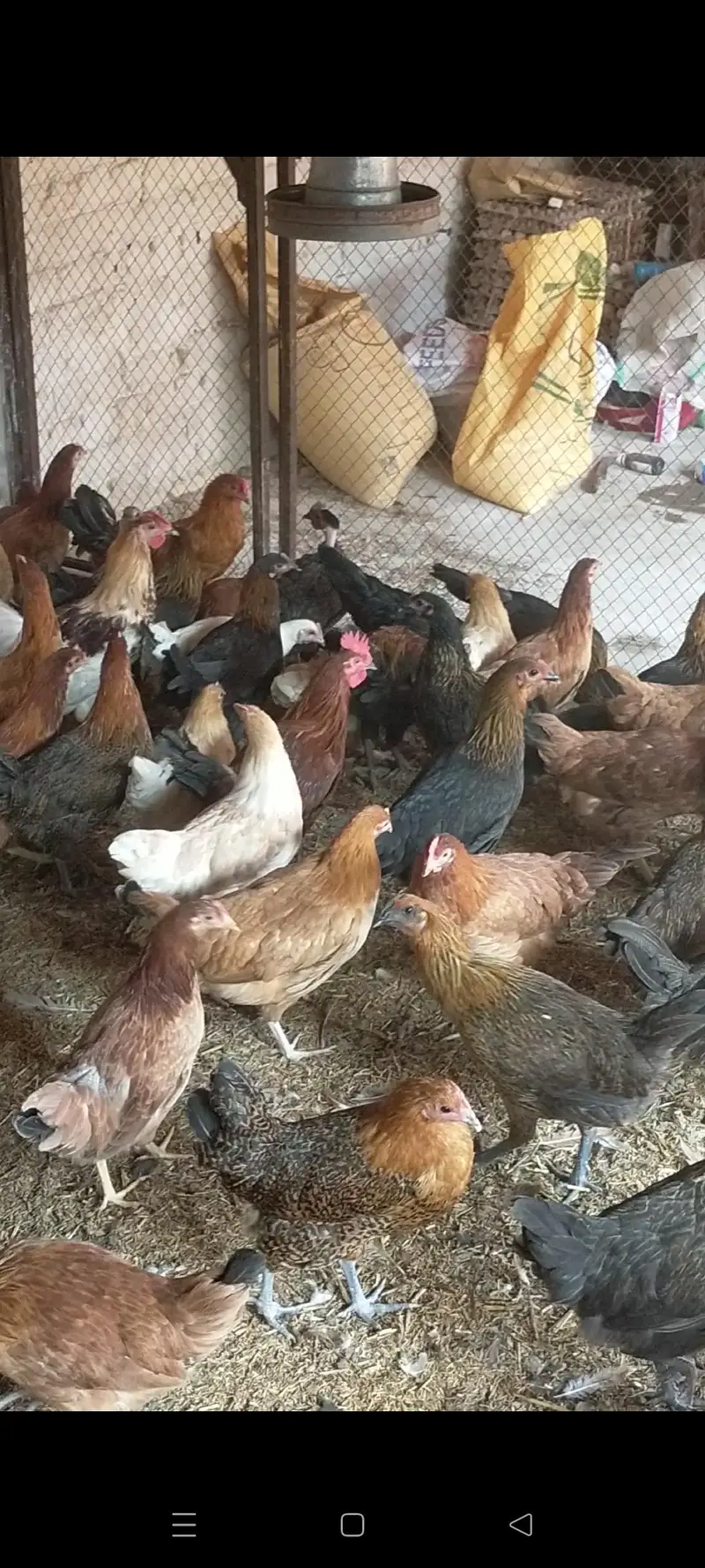 golden Misri hens sale — photo 4