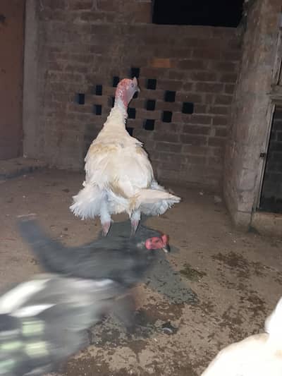 Turkey