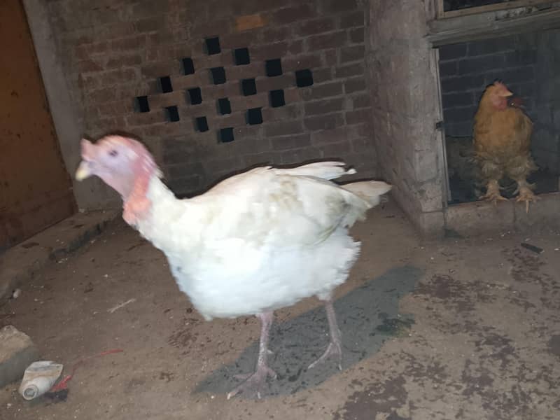 Turkey 1