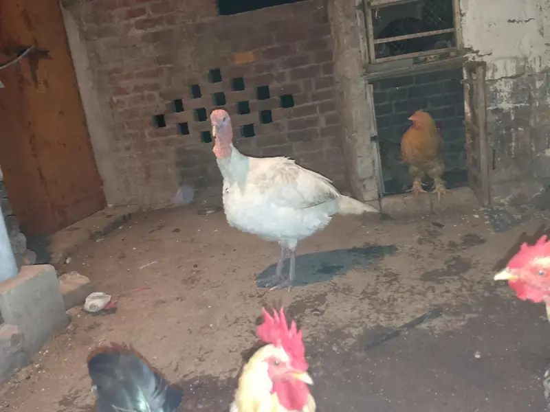 Turkey — photo 3