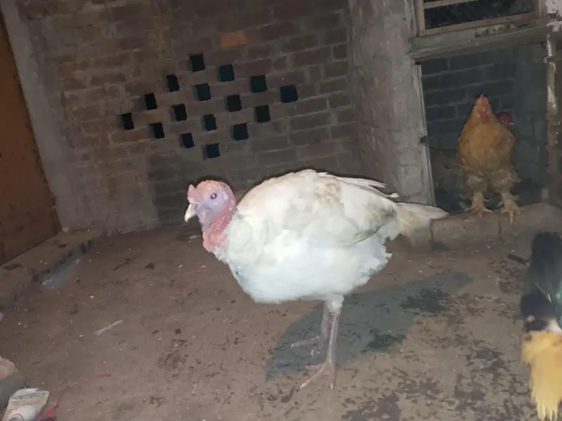Turkey — photo 4