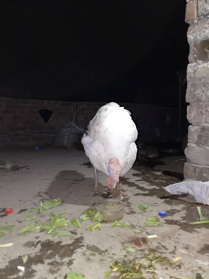 Turkey 4