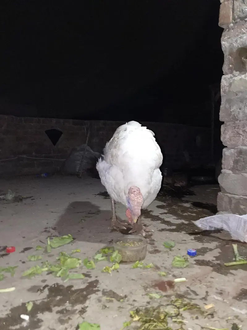 Turkey — photo 5