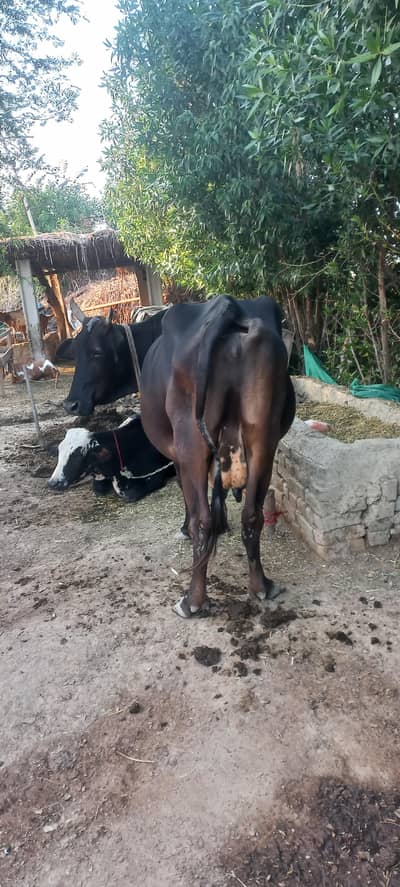 20 litres record cross cow sath me wcha