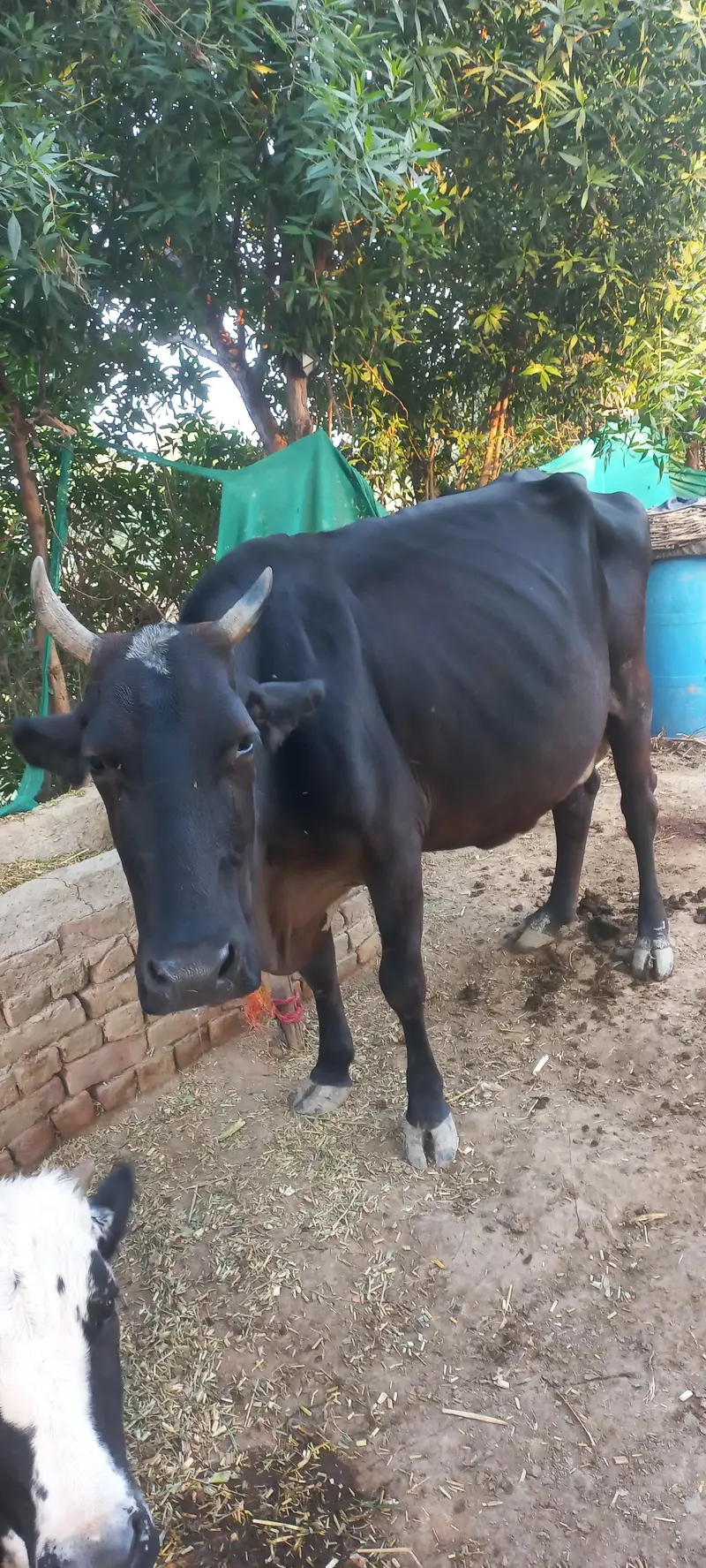 20 litres record cross cow sath me wcha — photo 2
