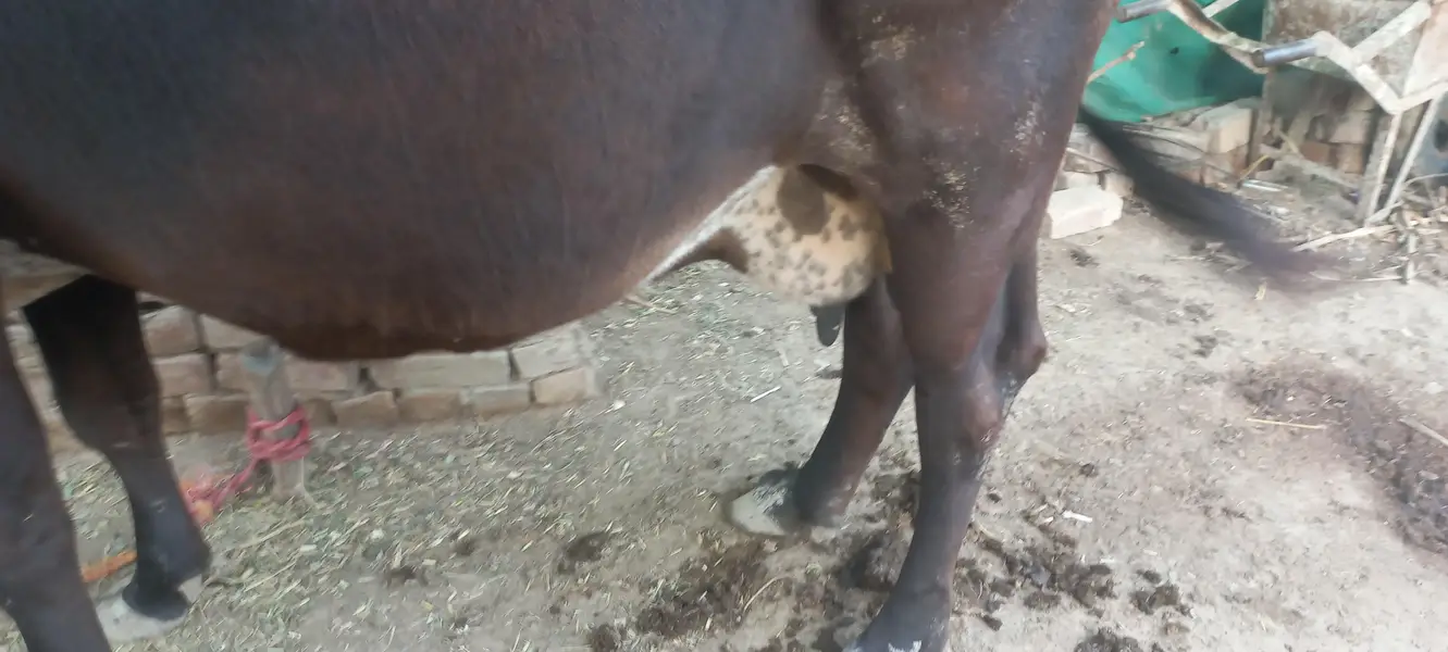 20 litres record cross cow sath me wcha — photo 3
