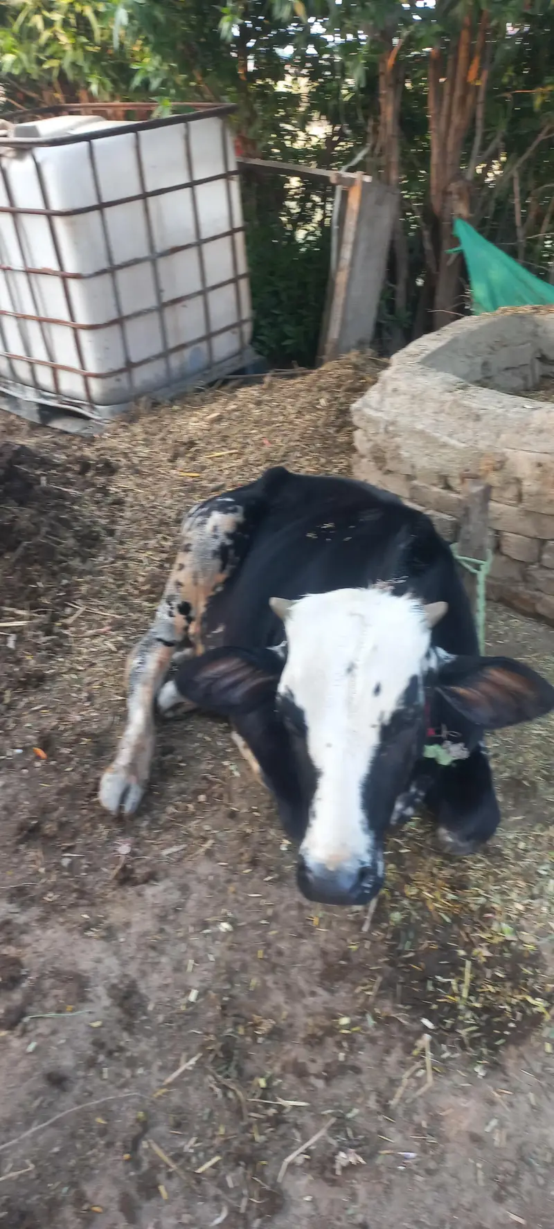 20 litres record cross cow sath me wcha — photo 4