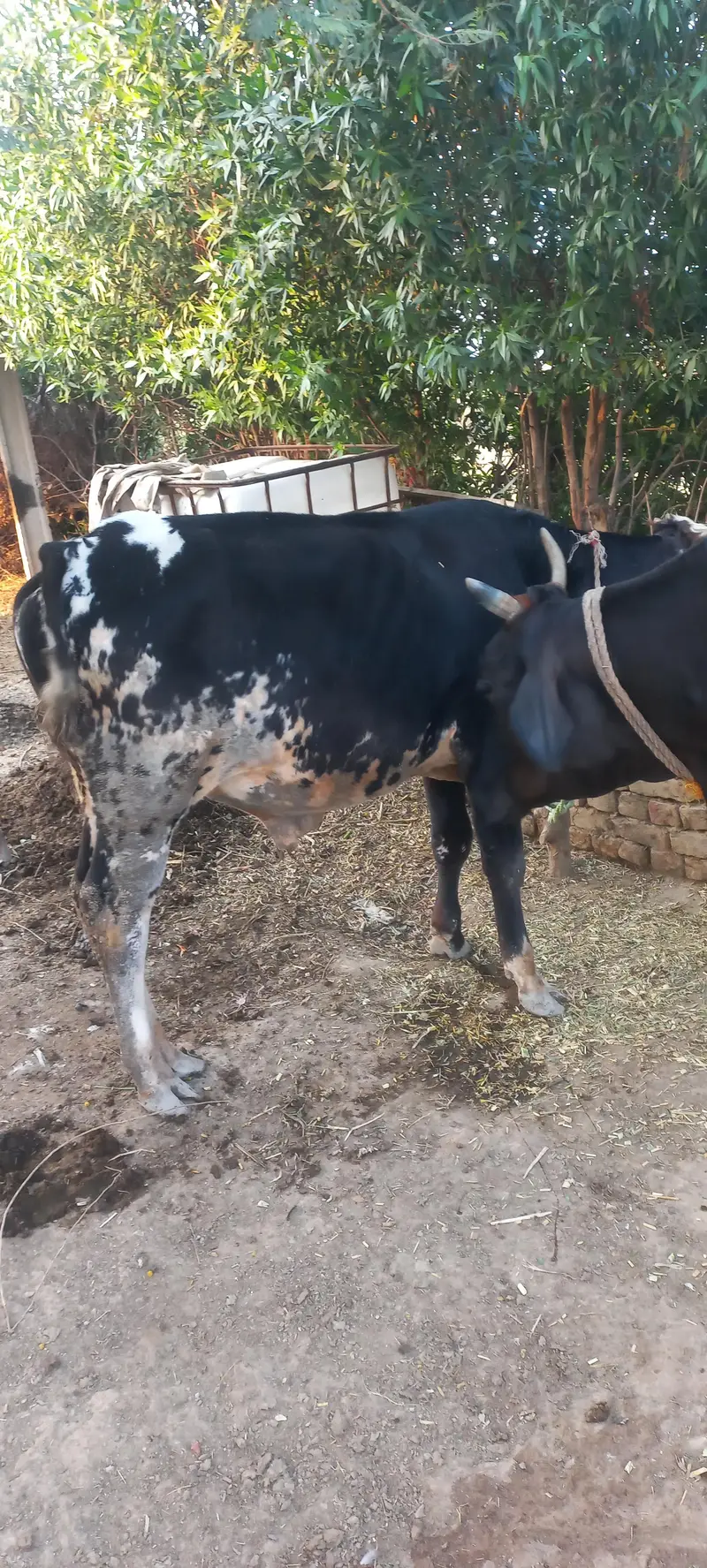 20 litres record cross cow sath me wcha — photo 5