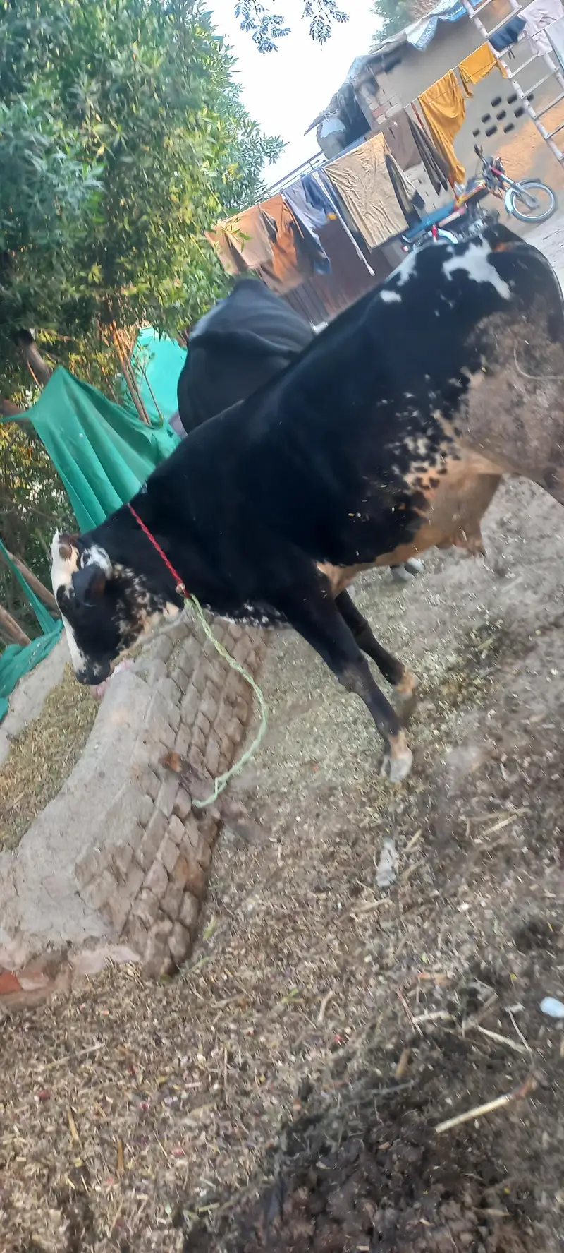 20 litres record cross cow sath me wcha — photo 6