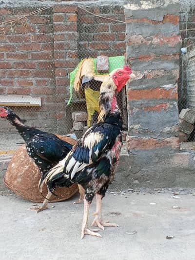 Aseel murga Java colour For breeding