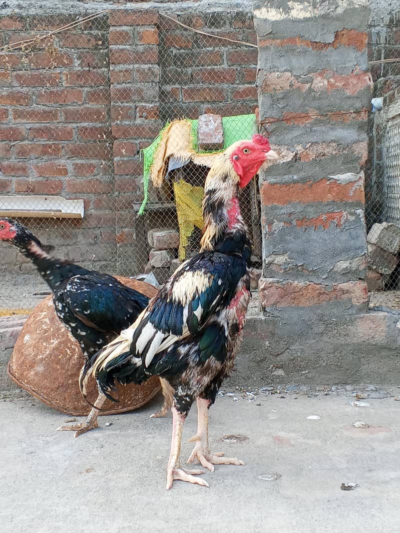 Aseel murga Java colour For breeding 0