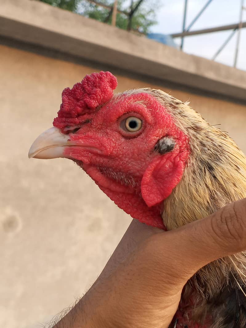 Aseel murga Java colour For breeding 1