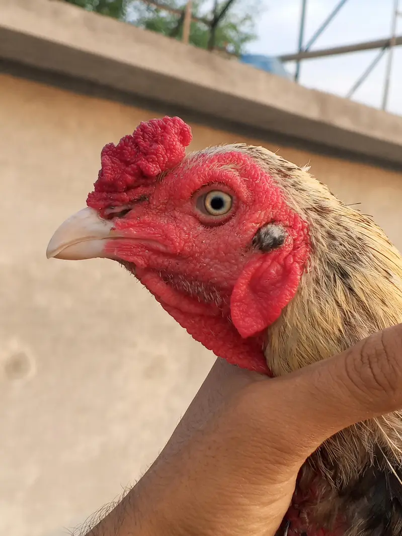 Aseel murga Java colour For breeding — photo 2