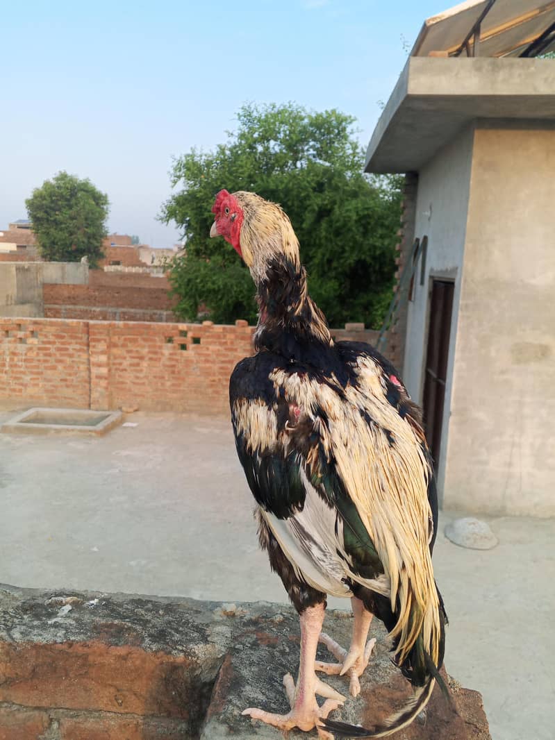Aseel murga Java colour For breeding 3