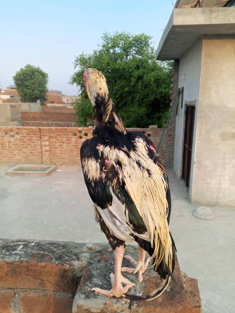 Aseel murga Java colour For breeding 4