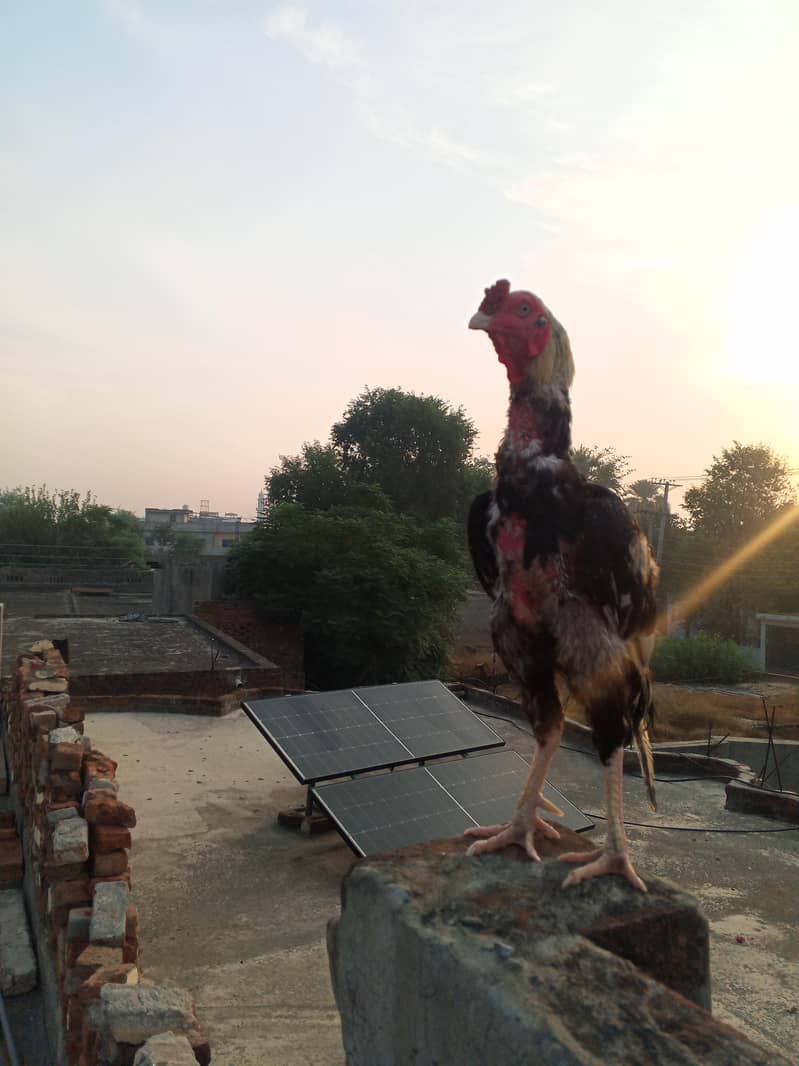 Aseel murga Java colour For breeding 7