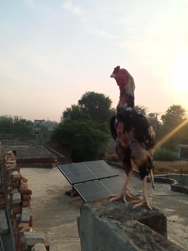 Aseel murga Java colour For breeding — photo 8